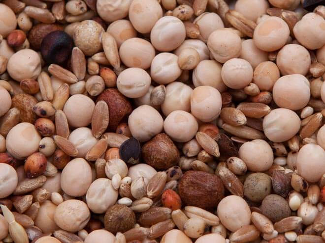 Des Moines No Corn Flying Pigeon Mix