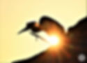 A silhouetted vulture perches on a branch against a golden sunset, with the sun shining behind it.