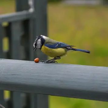 Small bird eating a peanut