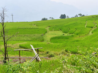 Cánh đồng Hồng Thái