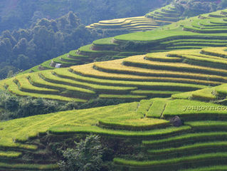 Nắng sớm Lao Chải