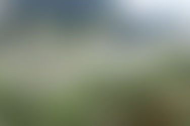 Mùa hoa mận trắng