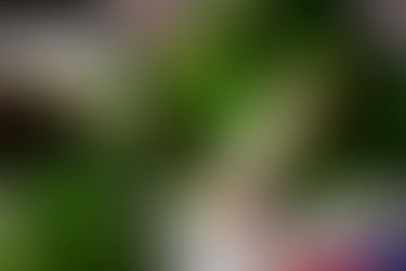 Mực nháy Cửa Lò - Cháo lươn xứ Nghệ