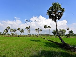 Những hàng thốt nốt ở An Giang
