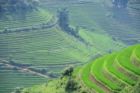 Sapa: Mùa lúa xanh ở Thanh Kim