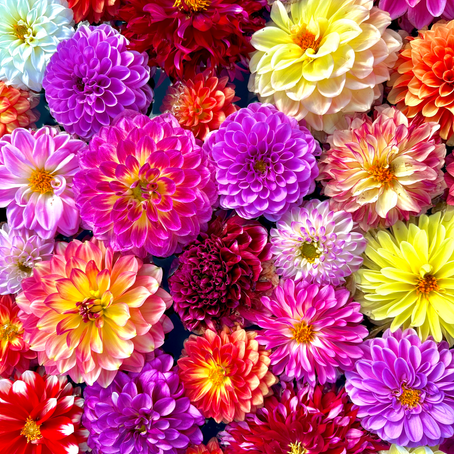 🍂冬を元気に迎えるための“腎”ケアを