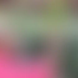 春のコーヒー グァテマラ エルインヘルト GuatemalaEl Injerto