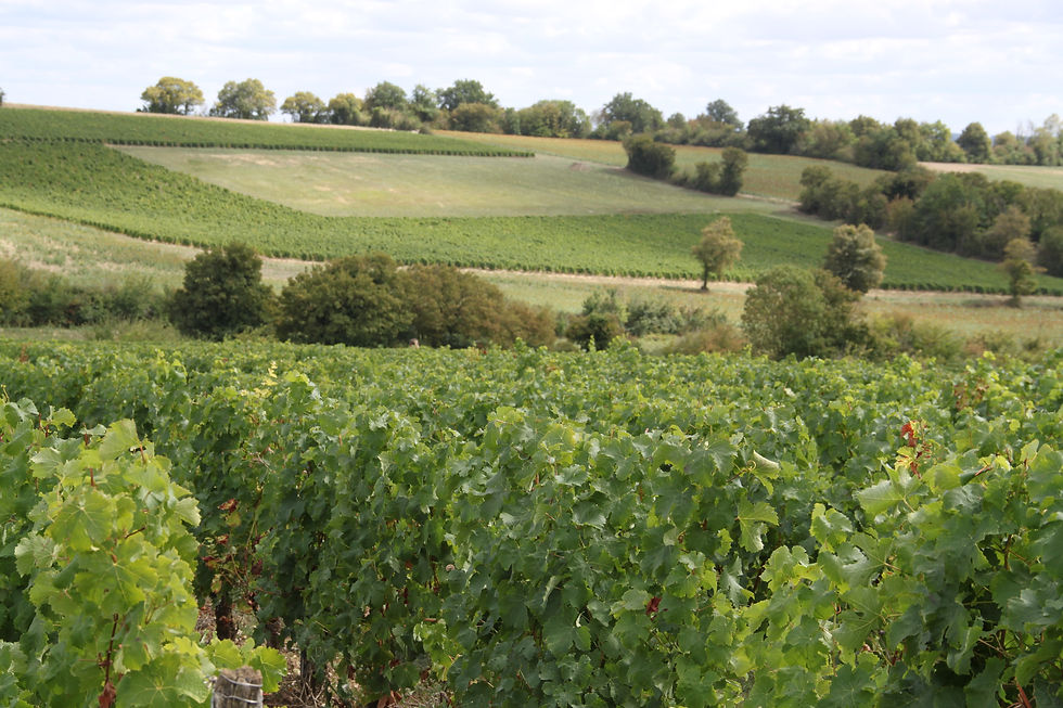 Vignes