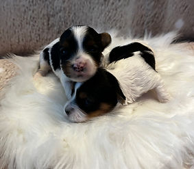Yorkies in San Antonio