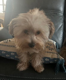 Happy Yorkie