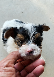 Adorable Yorkshire Terrier