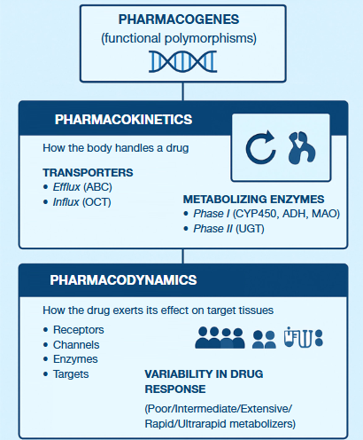 Farmacogenómica clínica en 2026: variantes genéticas, respuesta farmacológica e implicaciones para Latinoamérica