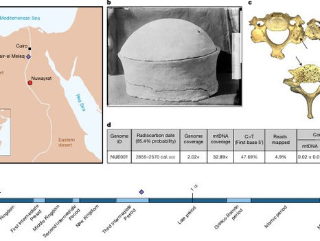Genoma antiguo egipcio evidencia migraciones mesopotámicas (~4.500 años)