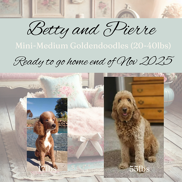 Betty and Pierre.png Mini Golddoodles near me.png
