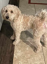 Mini F1b Goldendoodle puppies in DFW under $3000