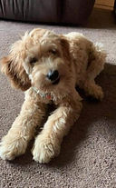 Mini F1b Goldendoodle puppies available in Texas
