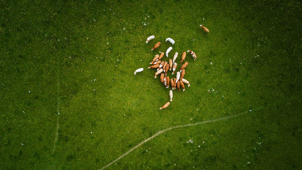 Livestock aerial shot