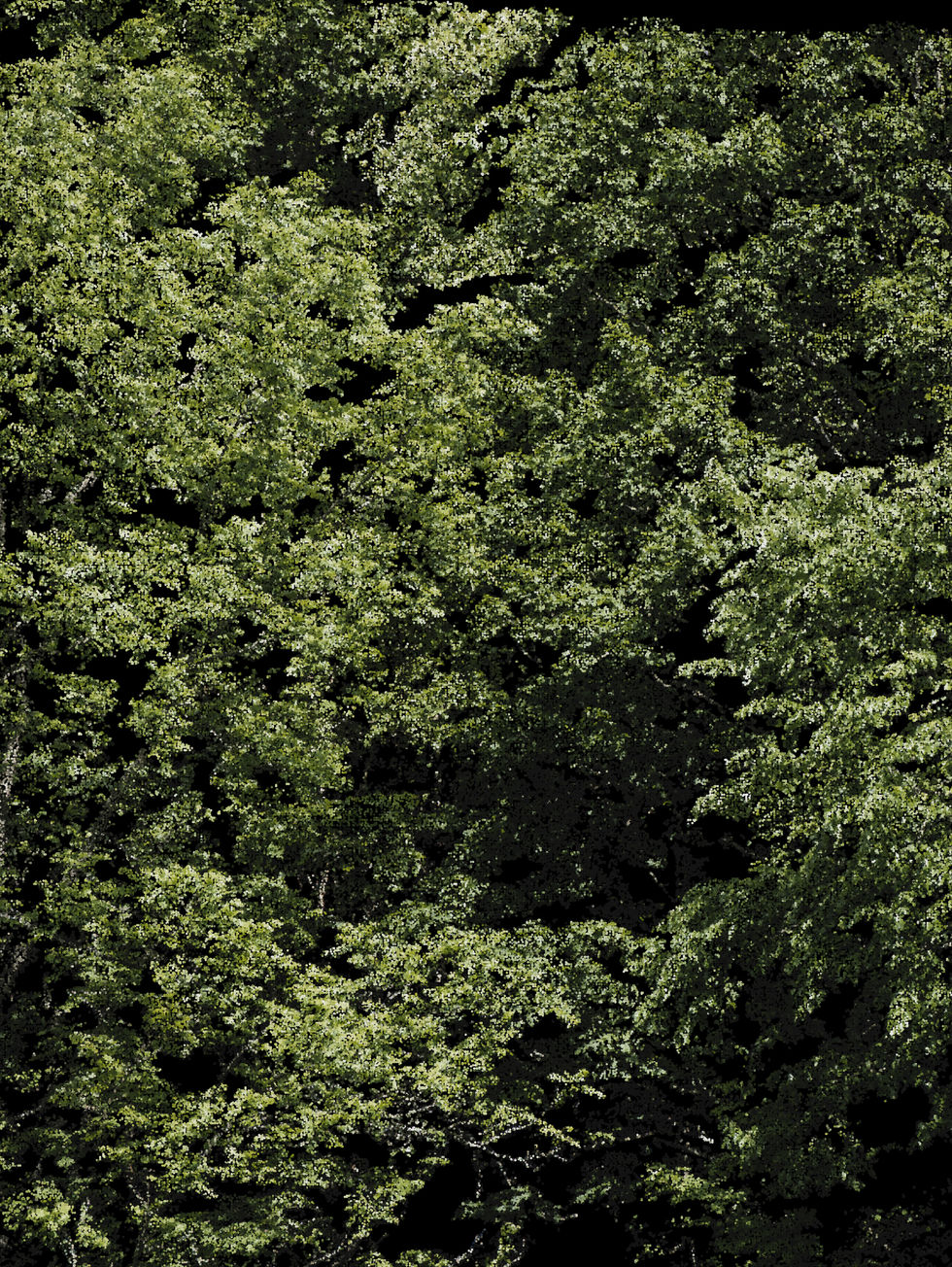 not-a-photograph.jpg