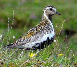 золотистая ржанка