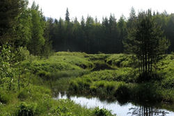 Большое Моховое болото