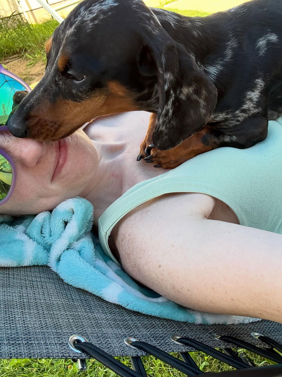 One of my three dachshunds living her best life