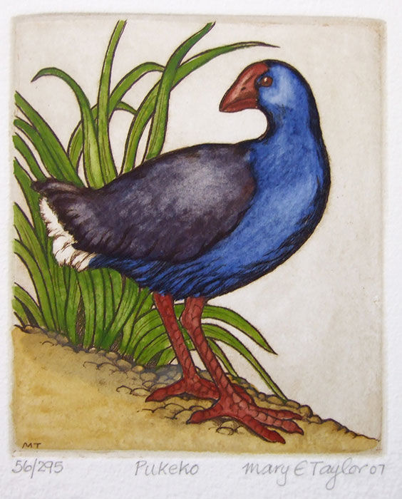 Hand-coloured watercolour etching of a pukeko, an Australasian swamp hen. Affordable bird art paintings.