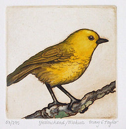 Hand-coloured etching of a little yellowhead of mohua native New Zealand bird. Buy affordable bird art prints.