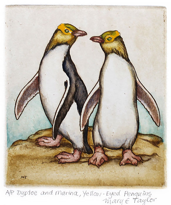Beautiful hand-coloured etching of two of New Zealand's yellow-eyed penguins or hoiho, world's rarest penguin. NZ art prints.