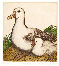 Hand-coloured watercolour etching of a southern royal albatross and chick on their nest. Endemic New Zealand bird species.