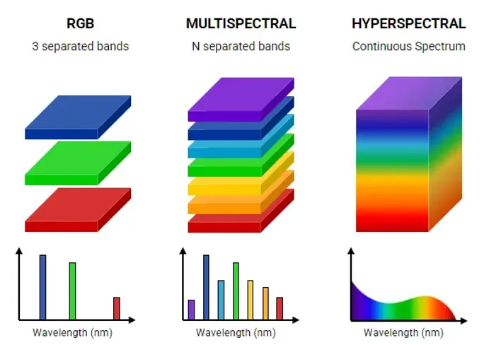 AI-Powered Hyperspectral Imaging: Revolutionizing Sorghum Nutrient Detection
Introduction: A New Era in Agricultural Science
The global agricultural industry is undergoing a paradigm shift with the integration of artificial intelligence (AI) and hyperspectral imaging (HSI) technologies. These advancements offer unprecedented accuracy and efficiency in crop quality assessment, addressing challenges such as food security, nutrient optimization, and large-scale crop analysis.
One of the most promising breakthroughs in this field is the use of visible and near-infrared (VIS-NIR) hyperspectral imaging combined with machine learning to detect the nutrient composition of sorghum, a staple cereal crop cultivated worldwide.
Traditional chemical-based nutrient analysis methods—though reliable—are often time-consuming, destructive, and expensive. Hyperspectral imaging, augmented by AI-driven algorithms, is changing the landscape by enabling real-time, non-destructive, and high-throughput nutrient detection.
This article explores the science, technology, applications, and future implications of hyperspectral imaging in sorghum nutrient assessment and beyond.
Sorghum: An Essential Global Crop
Sorghum (Sorghum bicolor) is the fifth most important cereal crop globally, following maize, wheat, rice, and barley. It is cultivated primarily in Africa, Asia, and the Americas, thriving in regions where other crops struggle due to drought tolerance and low water requirements.
Nutritional and Economic Significance
Nutrient Function in Human and Animal Diets Content Range (%) in Sorghum
Crude Protein Essential for growth, enzyme function, and metabolism 7-15%
Crude Fat Provides energy, essential fatty acids 1.5-6%
Tannin Antioxidant properties, but excessive amounts reduce digestibility 0.1-3%
The variation in nutrient content between sorghum varieties poses challenges for breeders, farmers, and industries in selecting optimal grains for food, feed, and biofuel production.
Traditional Methods vs. Hyperspectral Imaging
Limitations of Conventional Nutrient Detection Methods
Historically, nutrient analysis in grains has relied on wet chemistry techniques, such as:
Kjeldahl method for crude protein determination
Soxhlet extraction for fat analysis
Spectrophotometry for tannin quantification
These methods, while accurate, suffer from several drawbacks:
Factor Traditional Chemical Methods Hyperspectral Imaging (HSI)
Time Required Hours to days Seconds to minutes
Destructiveness Destroys samples Non-destructive
Cost High (chemicals, equipment, labor) Lower after initial investment
Scalability Limited to lab conditions Field-ready, real-time application
Hyperspectral imaging, in combination with machine learning algorithms, offers a non-invasive, rapid, and cost-effective alternative, paving the way for a new era of precision agriculture.
How Hyperspectral Imaging and AI Work Together
The Science Behind Hyperspectral Imaging
Hyperspectral imaging captures a wide range of spectral information beyond the visible spectrum (400-700 nm). It extends into the near-infrared (NIR, 700-2500 nm) region, where molecular interactions of proteins, lipids, and polyphenols can be detected.
The working principle of HSI involves:
Illumination: A light source irradiates the sorghum samples.
Spectral Acquisition: The sensor captures reflectance data across multiple wavelengths.
Data Processing: Machine learning algorithms analyze spectral signatures to predict nutrient composition.
Machine Learning Models for Sorghum Analysis
A study conducted at Shanxi Agricultural University analyzed 279 sorghum samples from 93 varieties, using advanced AI algorithms:
Algorithm Function Accuracy (Rp² Value)
Partial Least Squares Regression (PLSR) Linear correlation between spectra and nutrients 0.78-0.85
Backpropagation Neural Network (BPNN) Deep learning-based feature extraction 0.87-0.92
Extreme Learning Machine (ELM) Fast, high-accuracy prediction model 0.93-0.97
Among these, the ELM model combined with Competitive Adaptive Reweighted Sampling (CARS) and Bootstrapping Soft Shrinkage (BOSS) achieved the best results, accurately predicting crude protein, fat, and tannin contents.
Key Spectral Ranges for Nutrient Detection
Nutrient Wavelength Range (nm) Correlation with Nutrient Composition
Crude Protein 434–899 Absorption due to amino acid bonds
Crude Fat 447–900 Lipid bond vibrations
Tannin 475–897 Polyphenolic compound absorption
Real-World Applications and Industry Impact
1. Precision Agriculture
Farmers can use handheld hyperspectral sensors to assess grain quality before harvesting, optimizing yield and quality.
2. Food and Feed Quality Assurance
Food manufacturers and animal feed producers can rapidly screen sorghum batches, ensuring consistent nutritional standards.
3. AI-Driven Supply Chain Optimization
AI can integrate hyperspectral data into big data platforms, helping suppliers identify high-quality grains for specific applications, reducing waste and maximizing efficiency.
4. Real-Time Crop Monitoring
Drones equipped with hyperspectral cameras can scan entire fields, detecting nutrient deficiencies and optimizing fertilizer use, reducing costs and improving sustainability.
Future Prospects: Integrating AI, Big Data, and Automation
With advances in deep learning and real-time data analytics, future systems could:
Enable real-time grain sorting at industrial processing plants.
Integrate with blockchain technology to ensure transparent quality tracking.
Use AI-powered drones for real-time soil and crop health assessments.
Expert Insights
According to the study’s lead researchers:
“These detection models effectively achieved real-time and non-destructive detection of crude protein, tannin, and crude fat contents in sorghum grains, revolutionizing the way agricultural industries assess quality.”
Such advancements promise to streamline agricultural processes, ensuring a secure and sustainable food supply for the future.
Conclusion: The Role of AI in Transforming Agriculture
The fusion of hyperspectral imaging and AI is reshaping agricultural science, enabling faster, cheaper, and more accurate nutrient assessment. This technology holds immense potential beyond sorghum, with applications in wheat, rice, maize, and other staple crops.
As AI continues to evolve, companies and researchers must work together to harness data-driven insights for improving food security, sustainability, and global agricultural productivity.
For more expert insights on AI, predictive analytics, and emerging agricultural technologies, follow Dr. Shahid Masood and the expert team at 1950.ai. Stay ahead with the latest breakthroughs in AI-driven precision farming and crop monitoring.