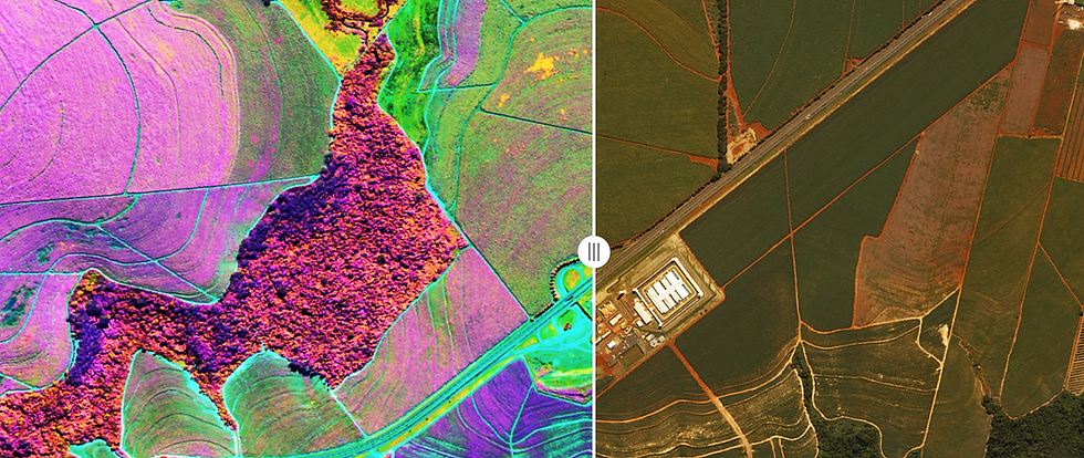 AI-Powered Hyperspectral Imaging: Revolutionizing Sorghum Nutrient Detection
Introduction: A New Era in Agricultural Science
The global agricultural industry is undergoing a paradigm shift with the integration of artificial intelligence (AI) and hyperspectral imaging (HSI) technologies. These advancements offer unprecedented accuracy and efficiency in crop quality assessment, addressing challenges such as food security, nutrient optimization, and large-scale crop analysis.
One of the most promising breakthroughs in this field is the use of visible and near-infrared (VIS-NIR) hyperspectral imaging combined with machine learning to detect the nutrient composition of sorghum, a staple cereal crop cultivated worldwide.
Traditional chemical-based nutrient analysis methods—though reliable—are often time-consuming, destructive, and expensive. Hyperspectral imaging, augmented by AI-driven algorithms, is changing the landscape by enabling real-time, non-destructive, and high-throughput nutrient detection.
This article explores the science, technology, applications, and future implications of hyperspectral imaging in sorghum nutrient assessment and beyond.
Sorghum: An Essential Global Crop
Sorghum (Sorghum bicolor) is the fifth most important cereal crop globally, following maize, wheat, rice, and barley. It is cultivated primarily in Africa, Asia, and the Americas, thriving in regions where other crops struggle due to drought tolerance and low water requirements.
Nutritional and Economic Significance
Nutrient Function in Human and Animal Diets Content Range (%) in Sorghum
Crude Protein Essential for growth, enzyme function, and metabolism 7-15%
Crude Fat Provides energy, essential fatty acids 1.5-6%
Tannin Antioxidant properties, but excessive amounts reduce digestibility 0.1-3%
The variation in nutrient content between sorghum varieties poses challenges for breeders, farmers, and industries in selecting optimal grains for food, feed, and biofuel production.
Traditional Methods vs. Hyperspectral Imaging
Limitations of Conventional Nutrient Detection Methods
Historically, nutrient analysis in grains has relied on wet chemistry techniques, such as:
Kjeldahl method for crude protein determination
Soxhlet extraction for fat analysis
Spectrophotometry for tannin quantification
These methods, while accurate, suffer from several drawbacks:
Factor Traditional Chemical Methods Hyperspectral Imaging (HSI)
Time Required Hours to days Seconds to minutes
Destructiveness Destroys samples Non-destructive
Cost High (chemicals, equipment, labor) Lower after initial investment
Scalability Limited to lab conditions Field-ready, real-time application
Hyperspectral imaging, in combination with machine learning algorithms, offers a non-invasive, rapid, and cost-effective alternative, paving the way for a new era of precision agriculture.
How Hyperspectral Imaging and AI Work Together
The Science Behind Hyperspectral Imaging
Hyperspectral imaging captures a wide range of spectral information beyond the visible spectrum (400-700 nm). It extends into the near-infrared (NIR, 700-2500 nm) region, where molecular interactions of proteins, lipids, and polyphenols can be detected.
The working principle of HSI involves:
Illumination: A light source irradiates the sorghum samples.
Spectral Acquisition: The sensor captures reflectance data across multiple wavelengths.
Data Processing: Machine learning algorithms analyze spectral signatures to predict nutrient composition.
Machine Learning Models for Sorghum Analysis
A study conducted at Shanxi Agricultural University analyzed 279 sorghum samples from 93 varieties, using advanced AI algorithms:
Algorithm Function Accuracy (Rp² Value)
Partial Least Squares Regression (PLSR) Linear correlation between spectra and nutrients 0.78-0.85
Backpropagation Neural Network (BPNN) Deep learning-based feature extraction 0.87-0.92
Extreme Learning Machine (ELM) Fast, high-accuracy prediction model 0.93-0.97
Among these, the ELM model combined with Competitive Adaptive Reweighted Sampling (CARS) and Bootstrapping Soft Shrinkage (BOSS) achieved the best results, accurately predicting crude protein, fat, and tannin contents.
Key Spectral Ranges for Nutrient Detection
Nutrient Wavelength Range (nm) Correlation with Nutrient Composition
Crude Protein 434–899 Absorption due to amino acid bonds
Crude Fat 447–900 Lipid bond vibrations
Tannin 475–897 Polyphenolic compound absorption
Real-World Applications and Industry Impact
1. Precision Agriculture
Farmers can use handheld hyperspectral sensors to assess grain quality before harvesting, optimizing yield and quality.
2. Food and Feed Quality Assurance
Food manufacturers and animal feed producers can rapidly screen sorghum batches, ensuring consistent nutritional standards.
3. AI-Driven Supply Chain Optimization
AI can integrate hyperspectral data into big data platforms, helping suppliers identify high-quality grains for specific applications, reducing waste and maximizing efficiency.
4. Real-Time Crop Monitoring
Drones equipped with hyperspectral cameras can scan entire fields, detecting nutrient deficiencies and optimizing fertilizer use, reducing costs and improving sustainability.
Future Prospects: Integrating AI, Big Data, and Automation
With advances in deep learning and real-time data analytics, future systems could:
Enable real-time grain sorting at industrial processing plants.
Integrate with blockchain technology to ensure transparent quality tracking.
Use AI-powered drones for real-time soil and crop health assessments.
Expert Insights
According to the study’s lead researchers:
“These detection models effectively achieved real-time and non-destructive detection of crude protein, tannin, and crude fat contents in sorghum grains, revolutionizing the way agricultural industries assess quality.”
Such advancements promise to streamline agricultural processes, ensuring a secure and sustainable food supply for the future.
Conclusion: The Role of AI in Transforming Agriculture
The fusion of hyperspectral imaging and AI is reshaping agricultural science, enabling faster, cheaper, and more accurate nutrient assessment. This technology holds immense potential beyond sorghum, with applications in wheat, rice, maize, and other staple crops.
As AI continues to evolve, companies and researchers must work together to harness data-driven insights for improving food security, sustainability, and global agricultural productivity.
For more expert insights on AI, predictive analytics, and emerging agricultural technologies, follow Dr. Shahid Masood and the expert team at 1950.ai. Stay ahead with the latest breakthroughs in AI-driven precision farming and crop monitoring.
