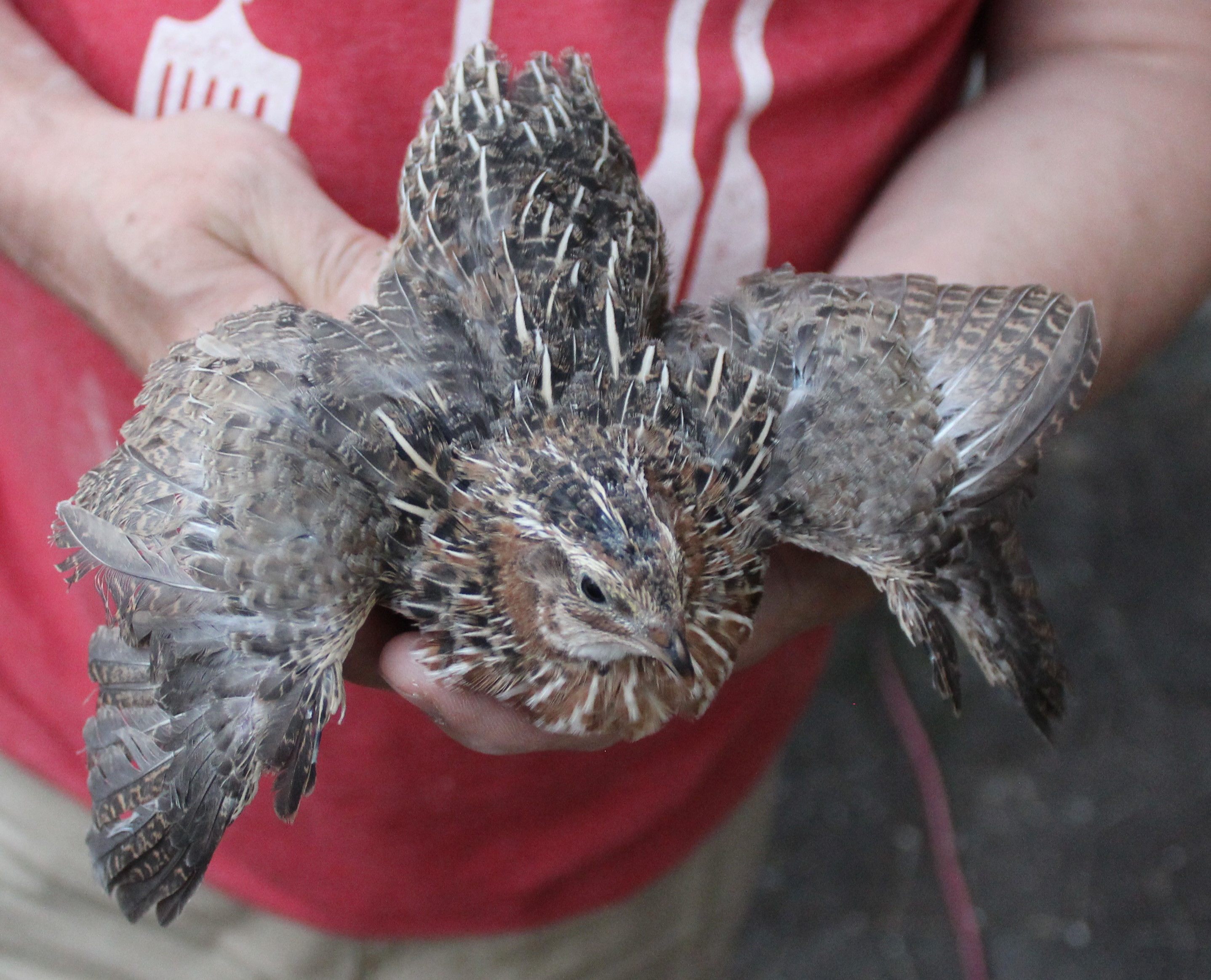 60 huevos gigantes de codorniz Coturnix para incubar