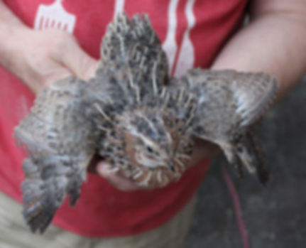 60 Jumbo Coturnix Quail Hatching Eggs