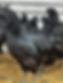 Roosters2.jpg