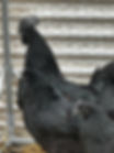 Roosters 3.jpg