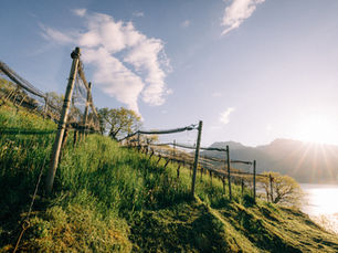 die alpen im glas