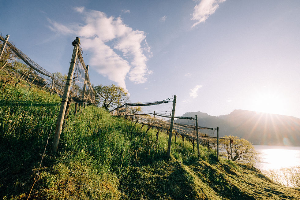 © Spiezer Alpine Weinkultur