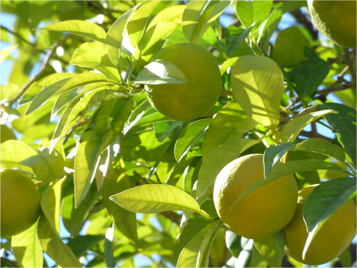 POMELERO