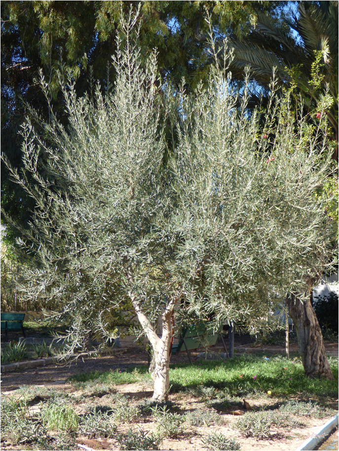 OLIVO
