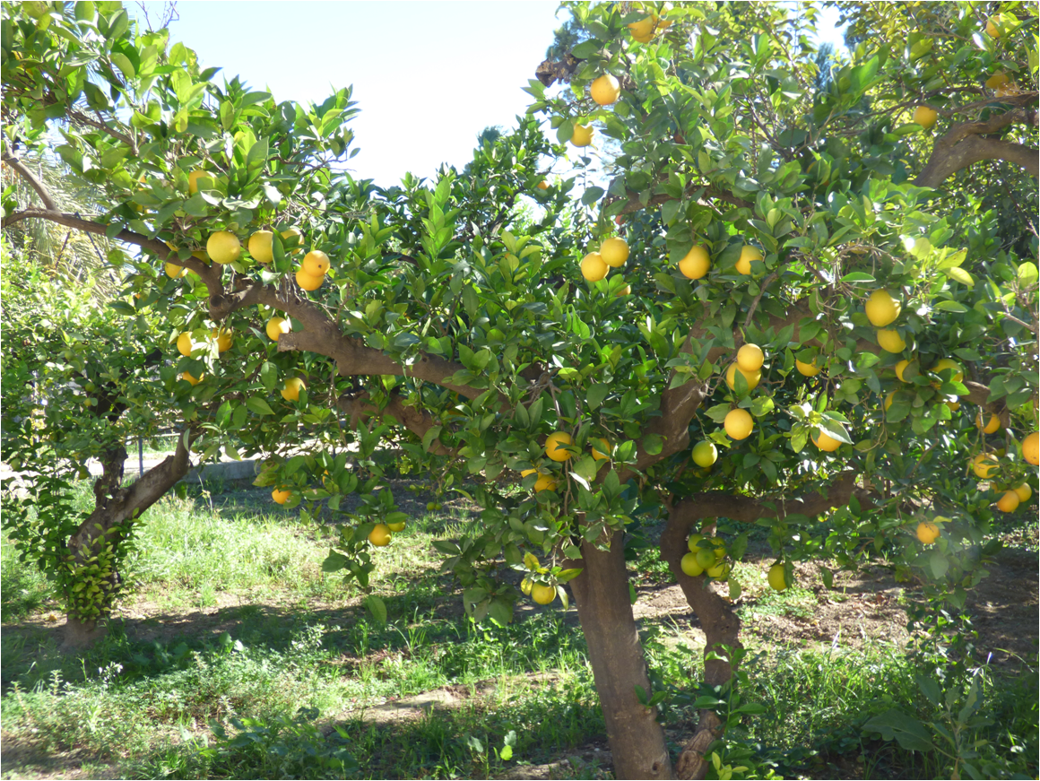 LIMONERO