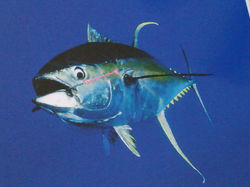 Greenstick Fishing Charter Kona HI