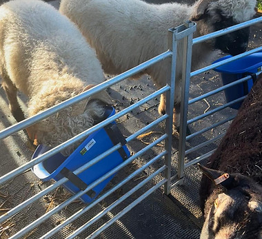 sheep.jpeg