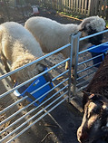 sheep.jpeg