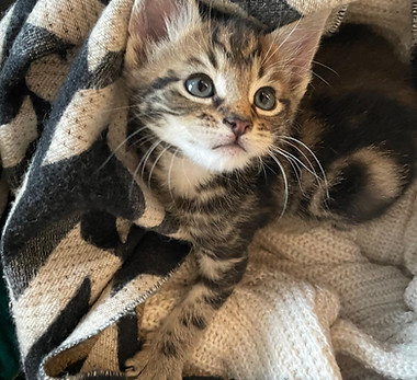 Tibs kitten.jpeg