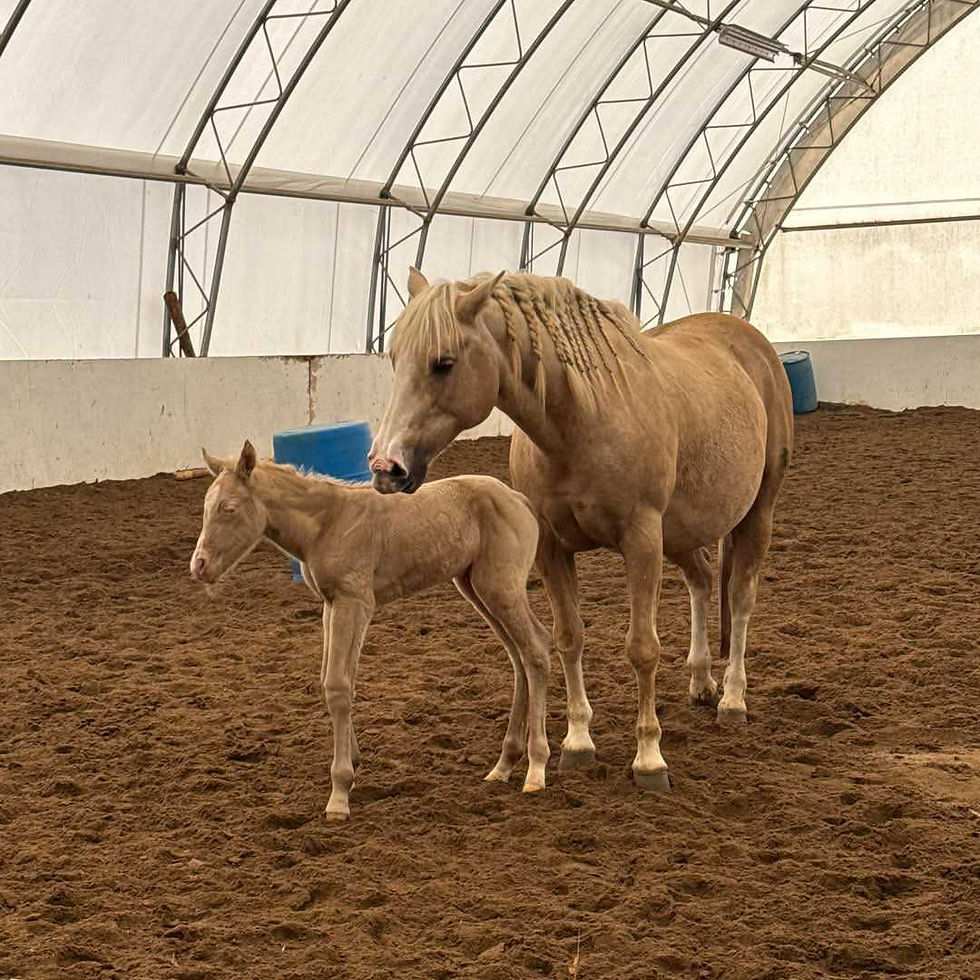 horse with her new foal