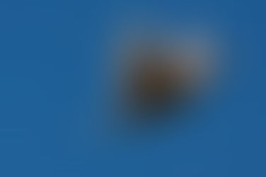 Anche la fagiana torna a volare!