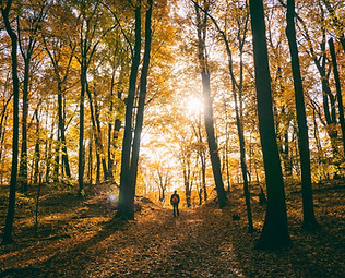 trees-2598224_1920stockSnap.jpg