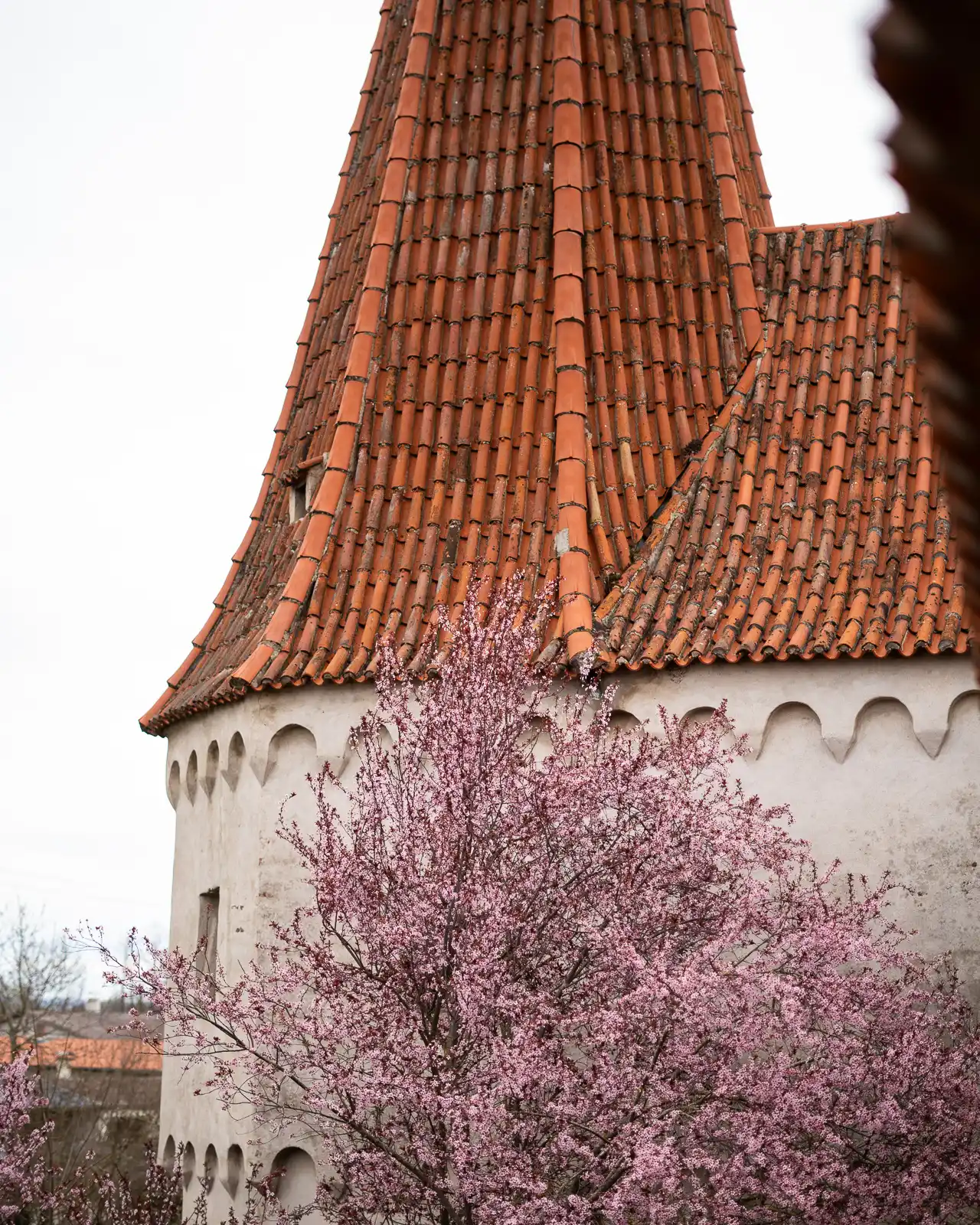 Cherry Blossom and wall in Nördlingen, Germany