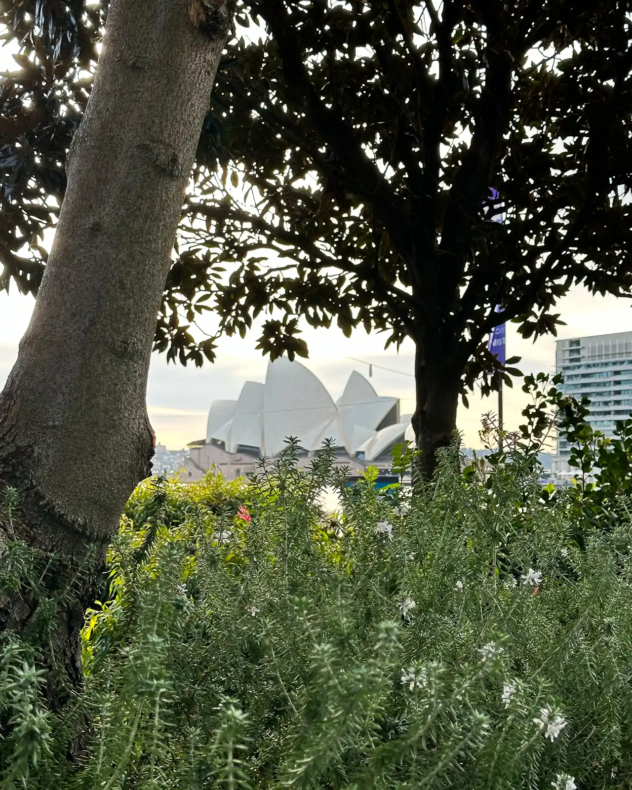 sydney opera house shot on iphone 14 pro max