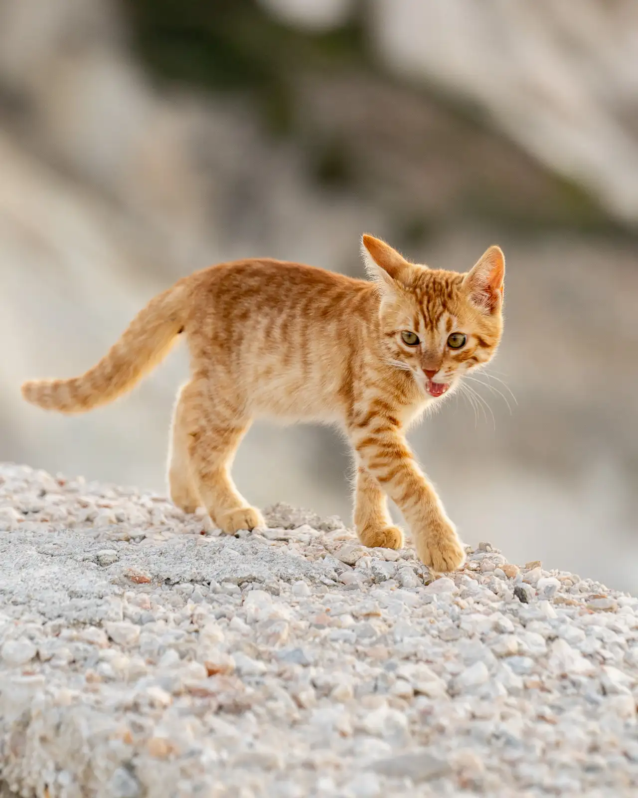 cat at mandrakia fishing village on milos island in greece